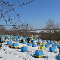 apiary-in-february-honey-river-9