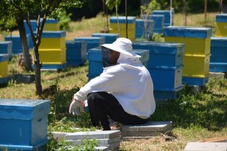 What happens in the apiary in May-Honey River 1